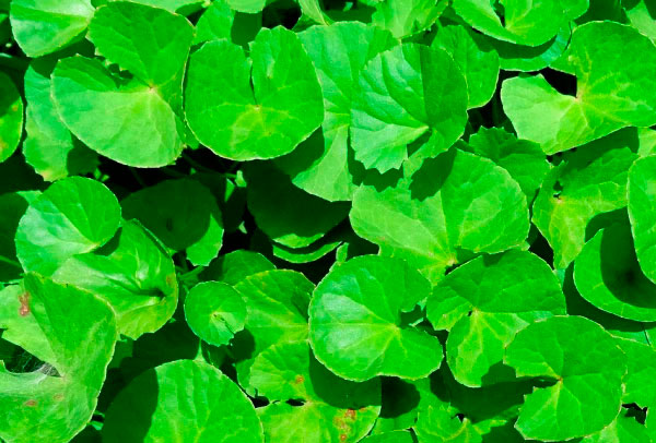 centella-asiatica