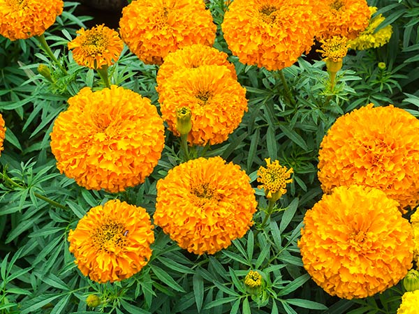 flor calendula