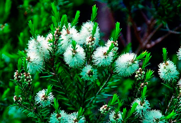 planta-arbol-te