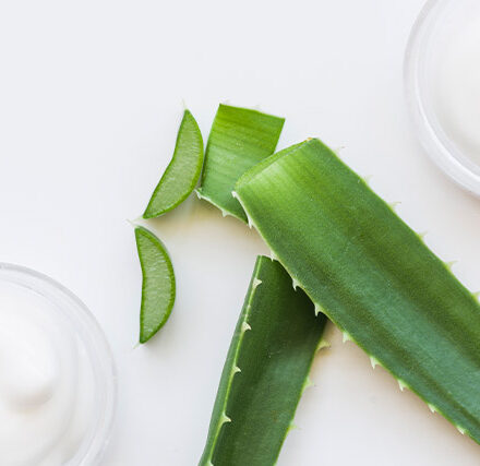 Planta Cosmética Aloe Vera