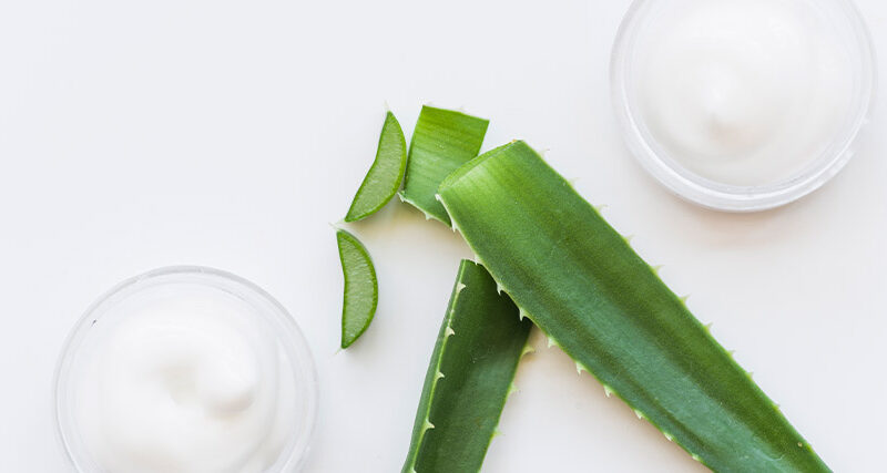 Planta Cosmética Aloe Vera