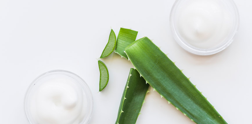 Planta Cosmética Aloe Vera