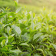 Planta cosmética árbol del té