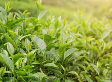 Planta cosmética árbol del té