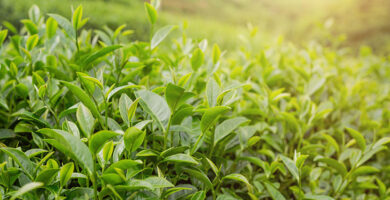 Planta cosmética árbol del té