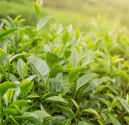 Planta cosmética árbol del té
