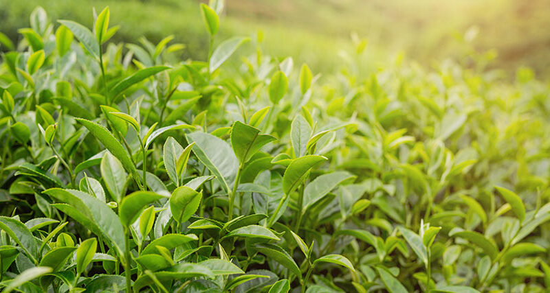 Planta cosmética árbol del té
