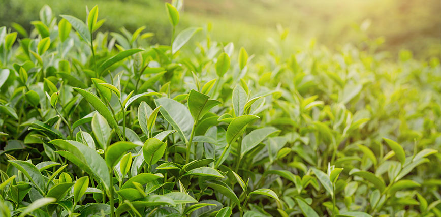Planta cosmética árbol del té