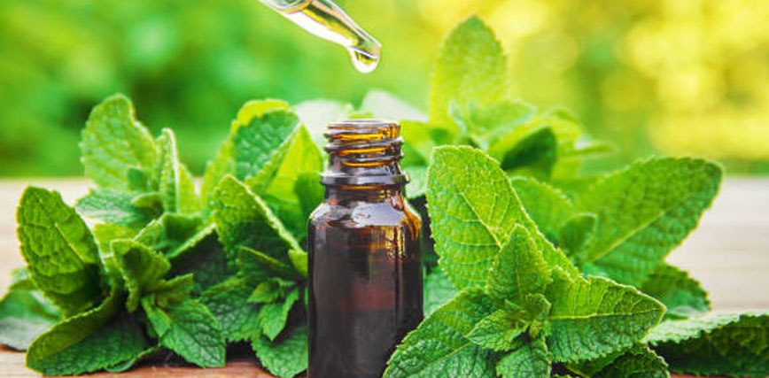 Aceite de menta, Usos, beneficios y propiedades. ✓