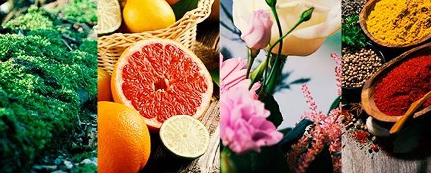 ¿Qué son las familias olfativas de los perfumes?
