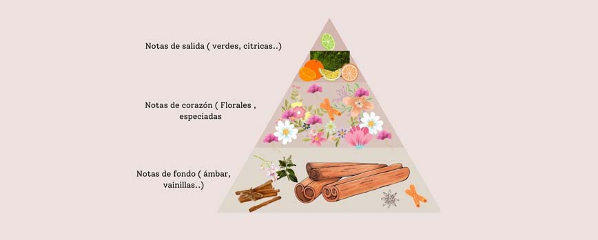 La pirámide olfativa, clave en la clasificación de perfumes