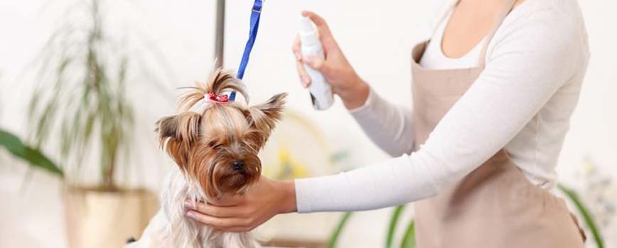 ¿Cómo aplicar las colonias para perros?