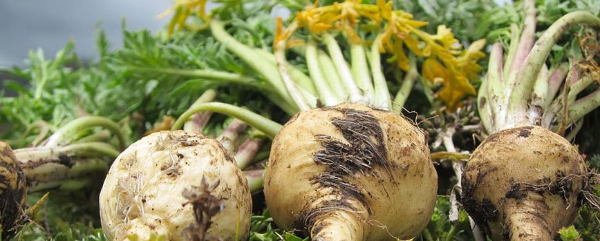 Propiedades de la planta maca