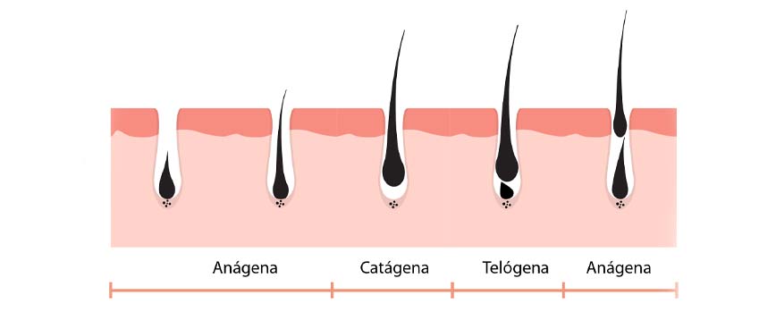 Fases del crecimiento de la barba