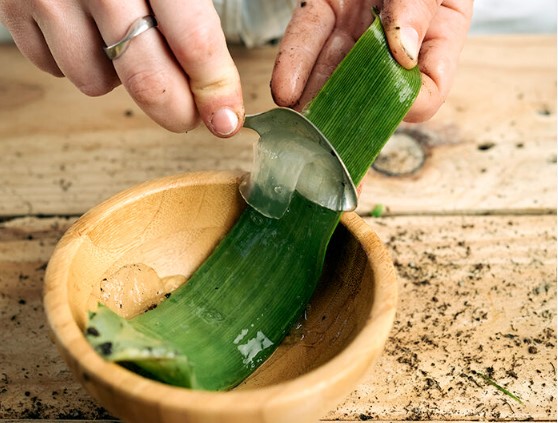 Propiedades beneficiosas del aloe vera