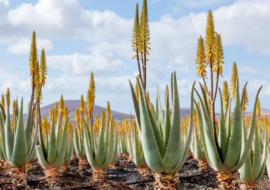¿De dónde proviene el aloe vera?