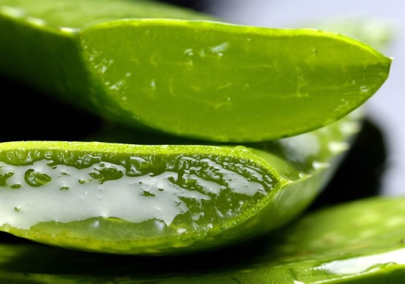 Ventajas del aloe vera