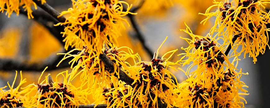 ¿Qué es el hamamelis?