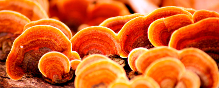¿Qué es el Reishi?