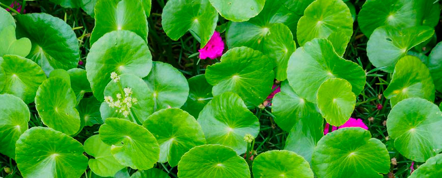 ¿Qué es la centella asiática?