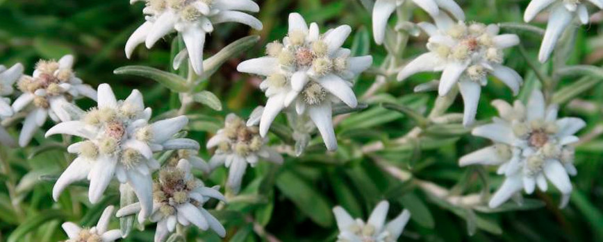 ¿Qué es la flor de Edelweiss?