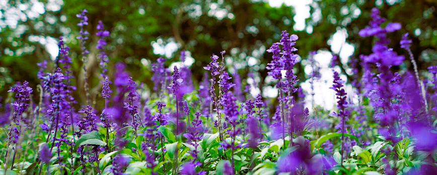 Salvia