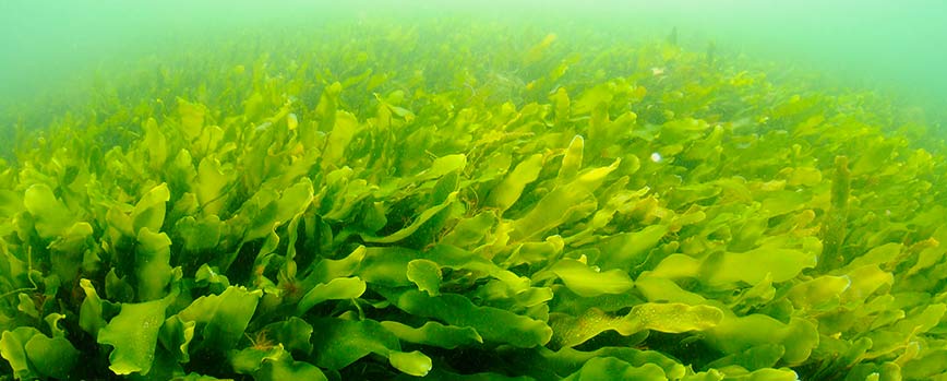 3. Algas verdes (clorofíceas)
