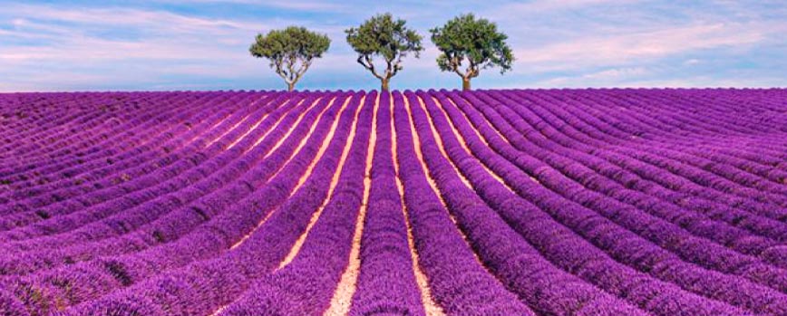 Ambientador de Campos de Lavanda