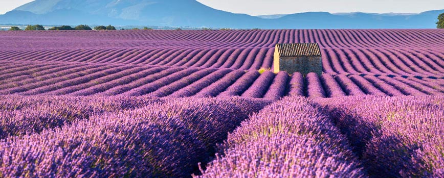 Ambientador de Campos de Lavanda