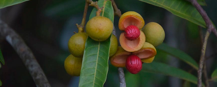 ¿Qué es la manteca de Ucuuba?