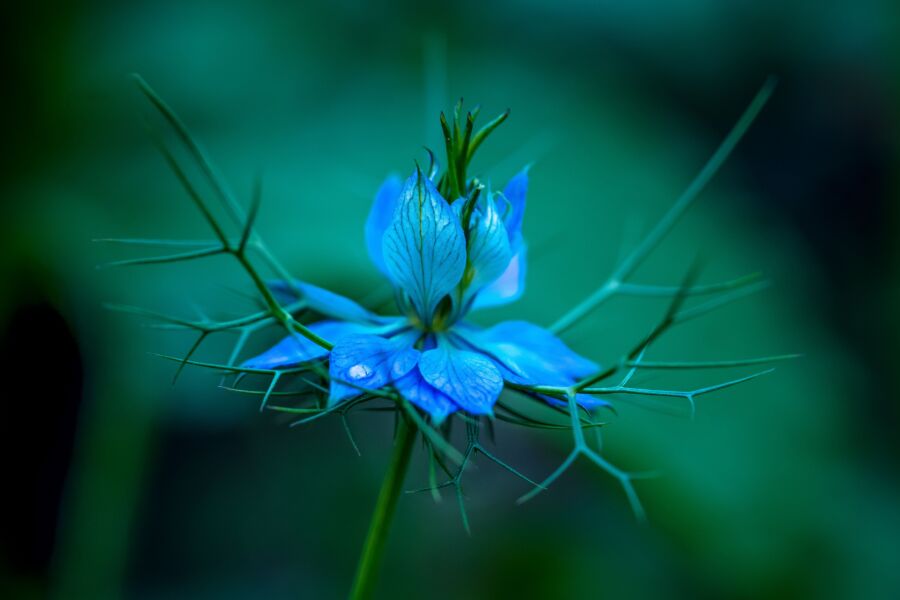 Impresionante primer plano de una flor azul de Nigella, también conocida como Love-in-a-Mist, que captura detalles delicados.