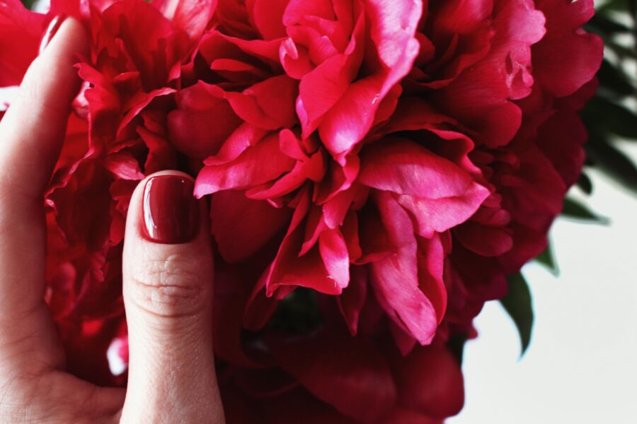 Un primer plano de una mano con esmalte de uñas rojo que sostiene vibrantes peonías rosadas.