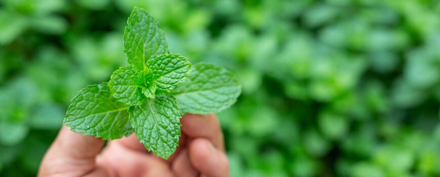 Mango de hoja de menta verde.