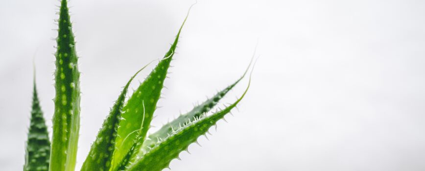 Fotografía de cerca de las hojas verdes de una planta de aloe con un fondo blanco