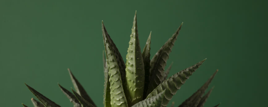 Planta de trasplante de manos alto ángulo