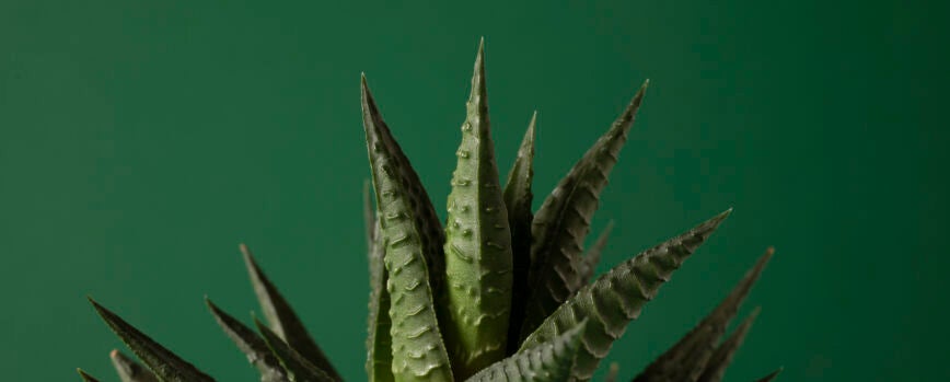 Planta de trasplante de manos alto ángulo
