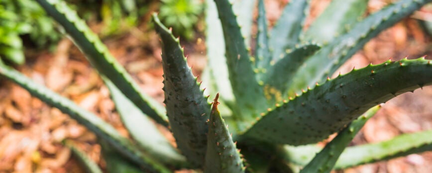 aloe vera zum abnehmen Aloe Vera Gel – Abnehmen im Liegen Shop main image 0