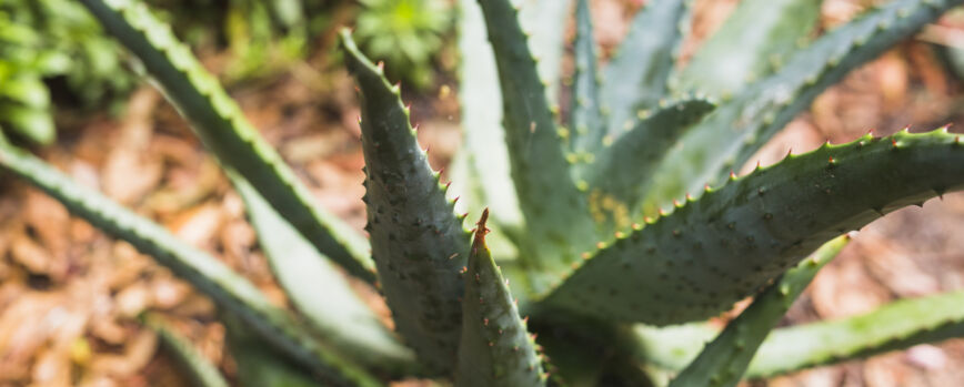 Primer plano de la planta de cactus agave