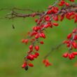 Primer plano de arándanos rojos vivos en una rama en Huskvarna, destacando la belleza del otoño.