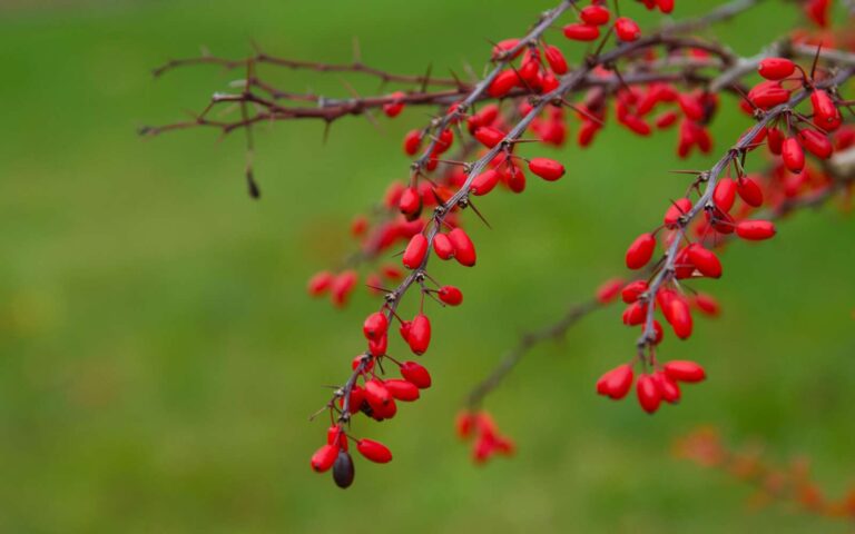 Primer plano de arándanos rojos vivos en una rama en Huskvarna, destacando la belleza del otoño.