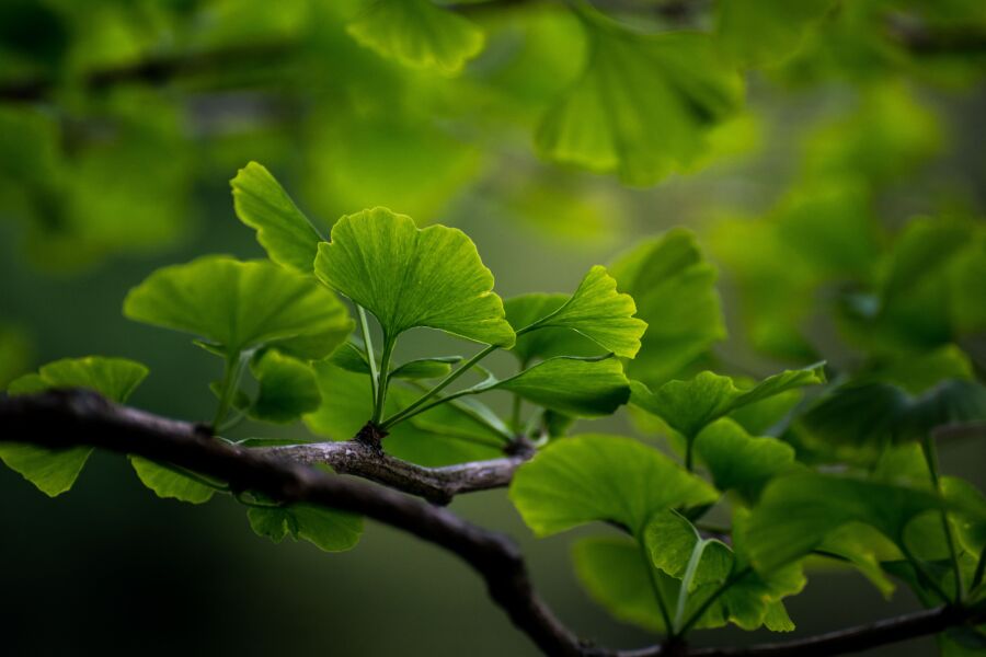Hojas de Ginkgo biloba capturadas en vivo detalle con la luz del sol filtrándose, destacando su forma única de abanico.