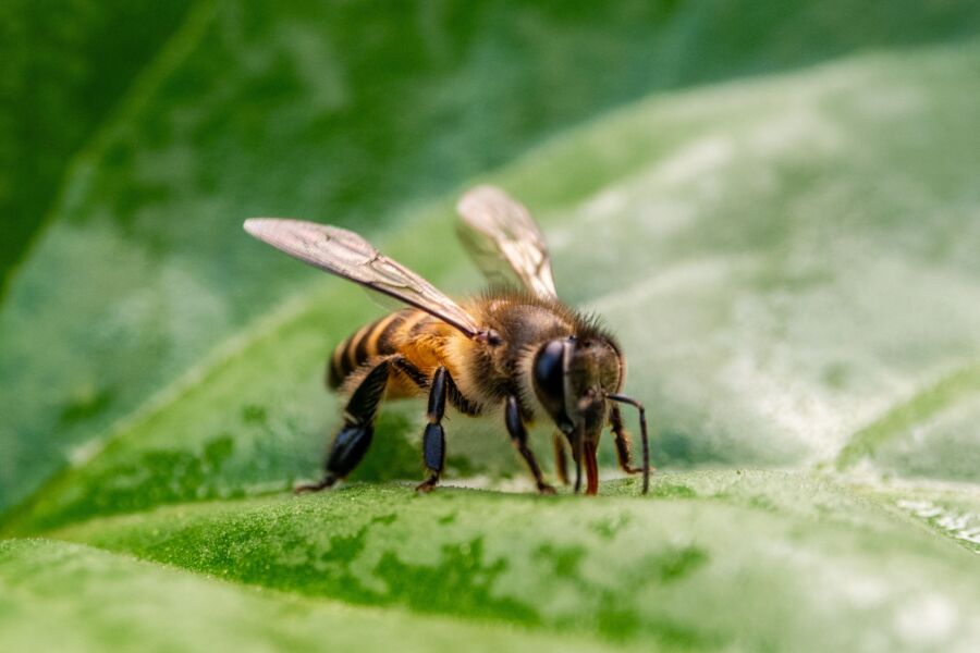 Foto macroscópica de una abeja melífera sobre una hoja verde, mostrando sus características detalladas.