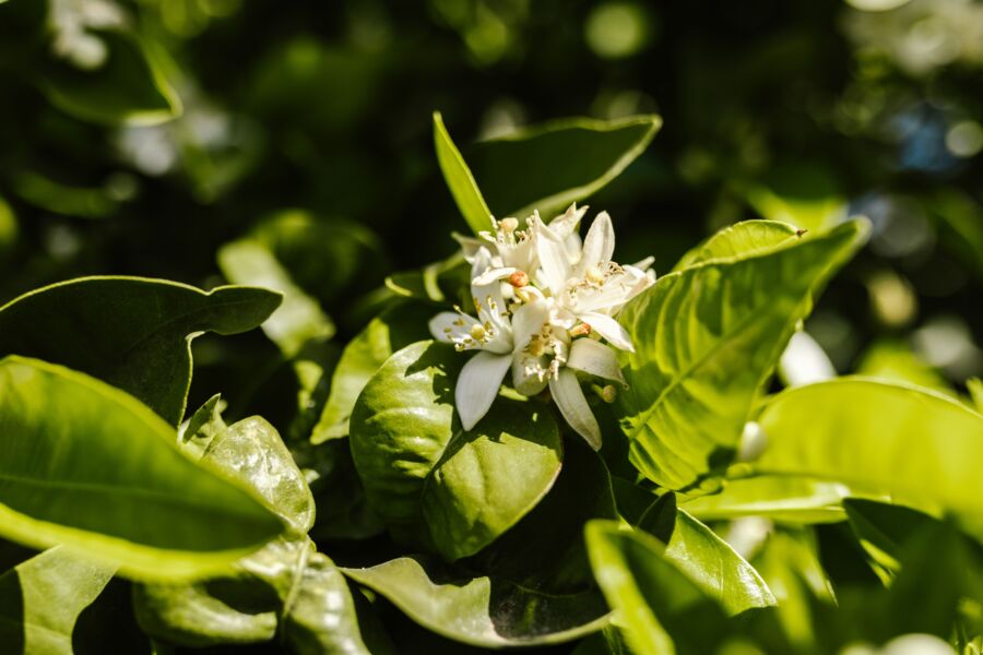 Primer plano de vibrantes flores de jazmín rodeadas de exuberantes hojas verdes, capturadas por la luz solar natural.