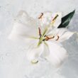 Un impresionante primer plano de una flor de lirio blanca flotando con gracia en aguas cristalinas.