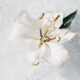 Un impresionante primer plano de una flor de lirio blanca flotando con gracia en aguas cristalinas.