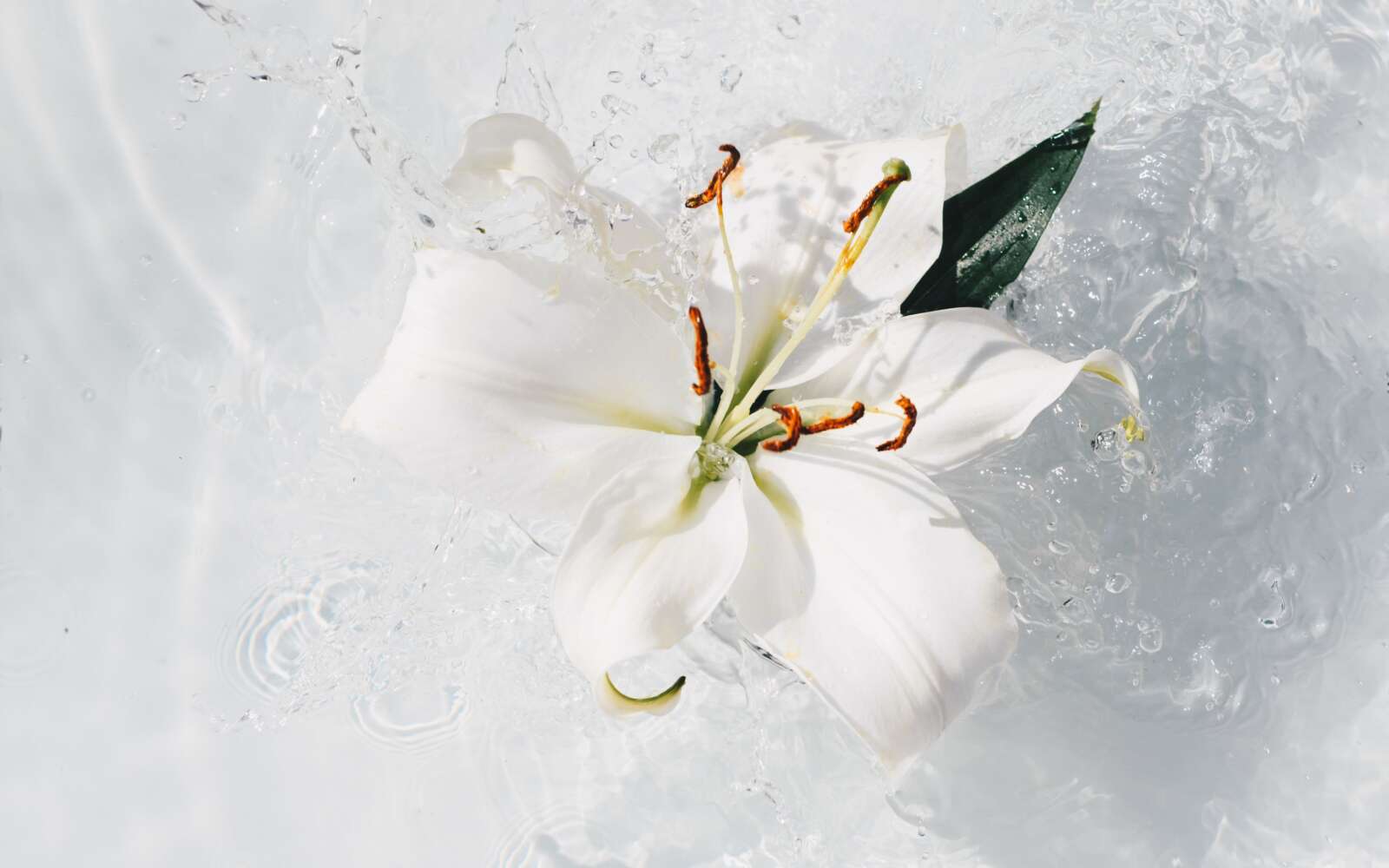 Un impresionante primer plano de una flor de lirio blanca flotando con gracia en aguas cristalinas.