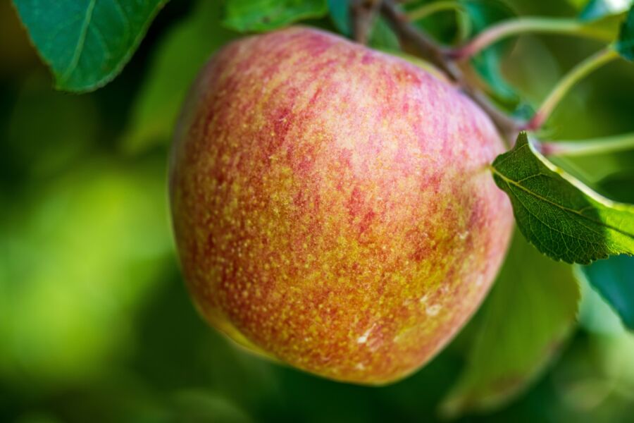 Primer plano de una manzana roja madura colgada de una rama de árbol con hojas verdes en un huerto.