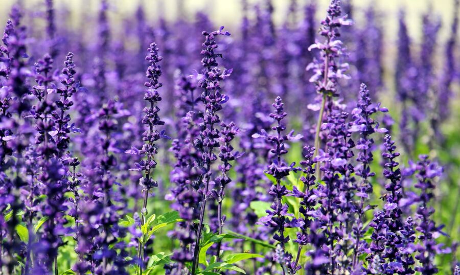Un impresionante campo de vibrantes flores de lavanda en plena floración bajo la luz del día.