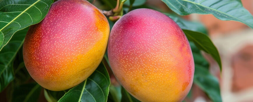 La naturaleza muerta del mango