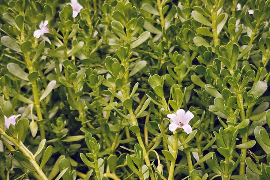 Vibrante planta de Bacopa con pequeñas flores blancas. Ideal para jardines y temas de bienestar.